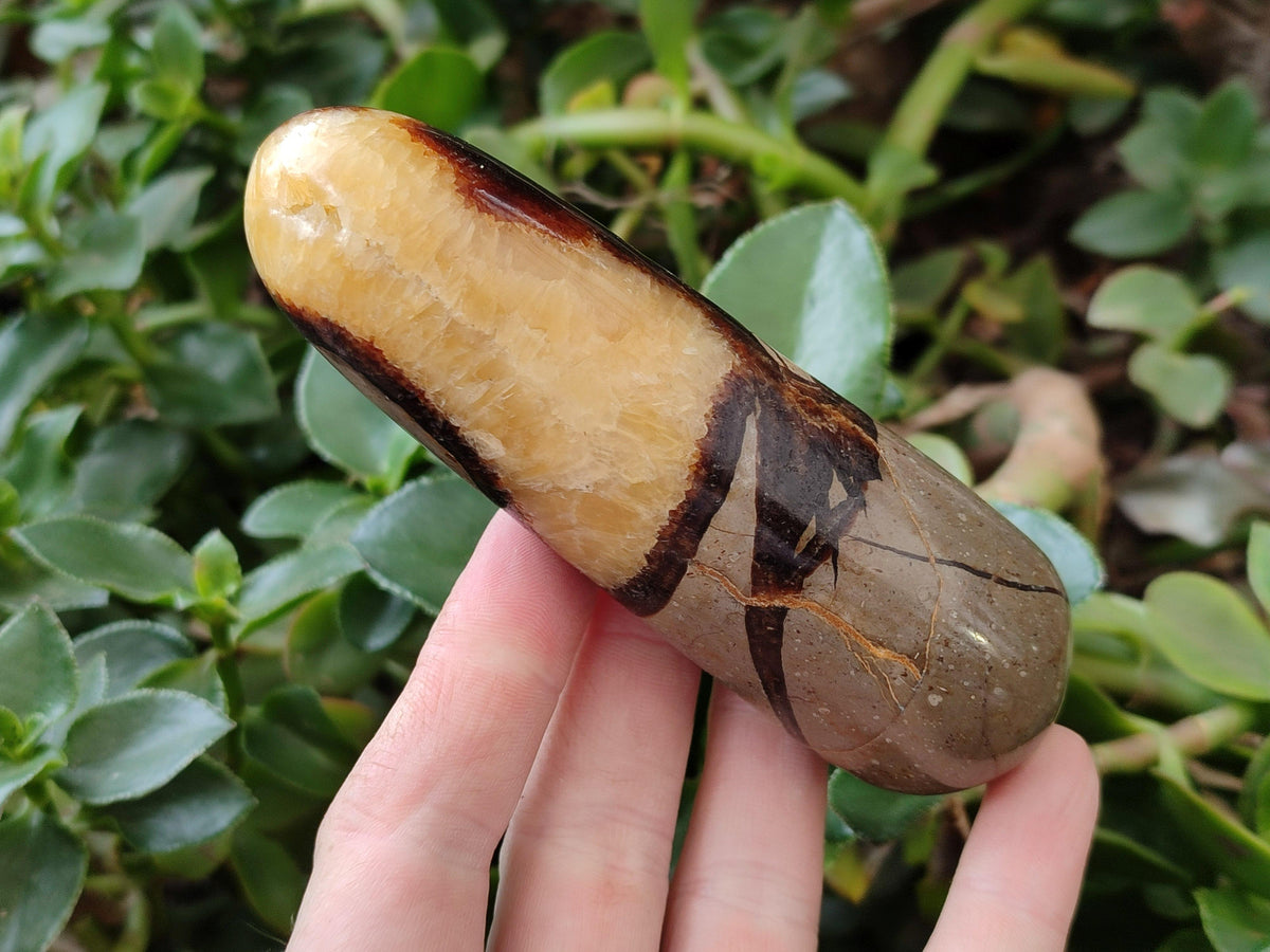 Polished Septerye Massage Wands x 6 From Mahajanga, Madagascar