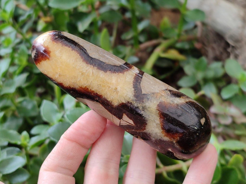 Polished Septerye Massage Wands x 6 From Mahajanga, Madagascar