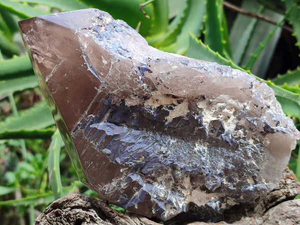 Polished Smokey Quartz Crystal x 1 From Zomba, Malawi