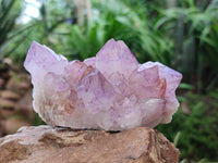 Natural Sunburst Amethyst Spirit Clusters x 6 From Boekenhouthoek, South Africa