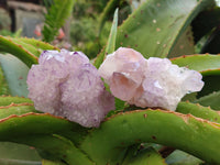 Natural Sunburst Amethyst Spirit Clusters x 6 From Boekenhouthoek, South Africa