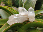 Natural Clear Quartz Crystals x 16 From Madagascar - Toprock Gemstones and Minerals 