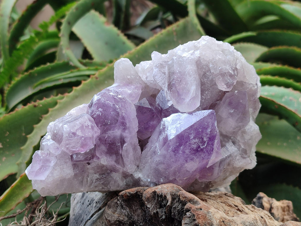 Natural Jacaranda Amethyst Crystal Clusters x 2 From Mumbwa, Zambia