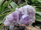Natural Jacaranda Amethyst Crystal Clusters x 2 From Mumbwa, Zambia
