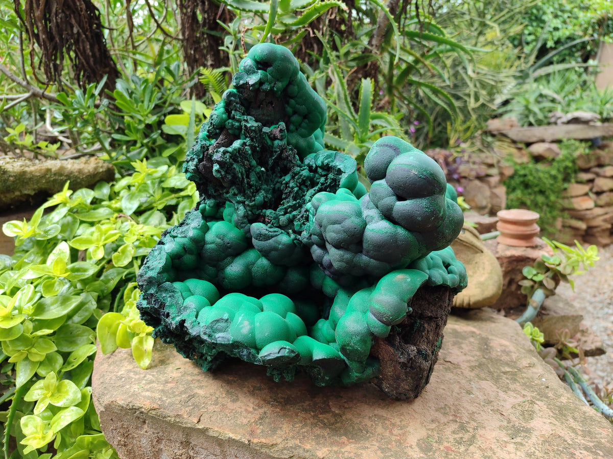 Natural XXL Botryoidal Malachite Specimen x 1 From Congo
