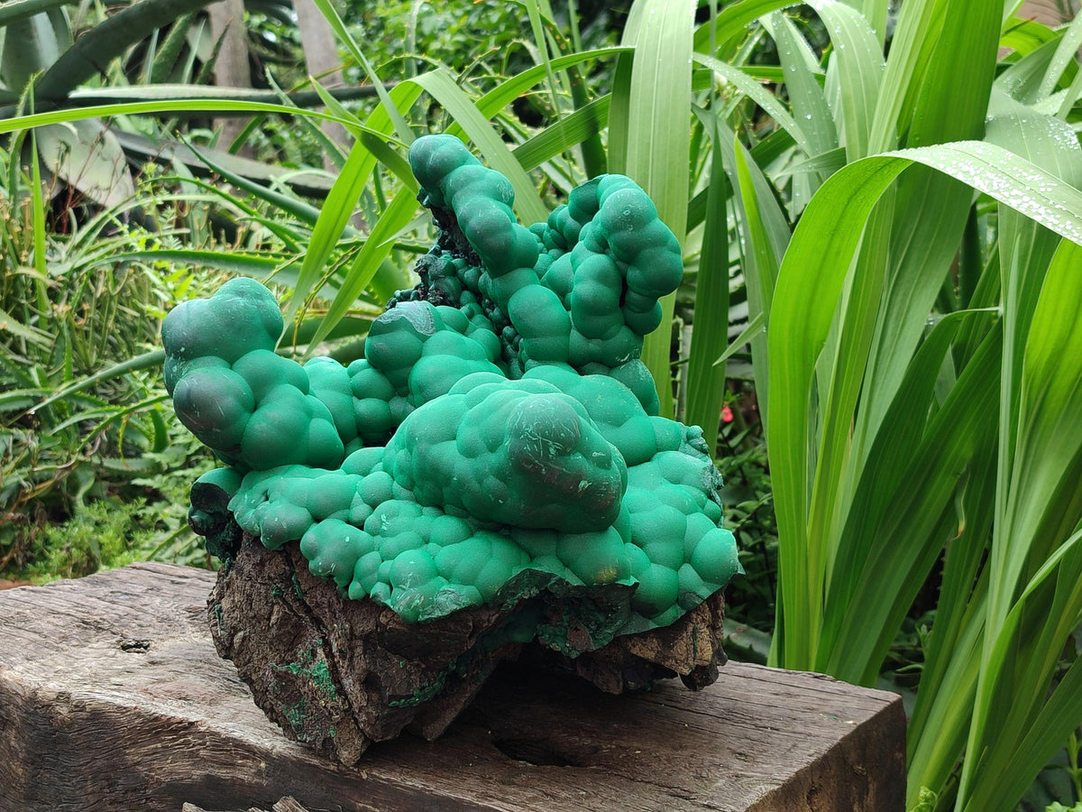 Natural XXL Botryoidal Malachite Specimen x 1 From Congo