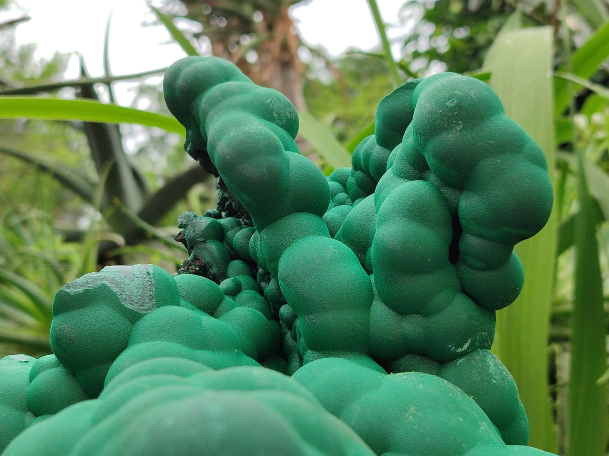Natural XXL Botryoidal Malachite Specimen x 1 From Congo