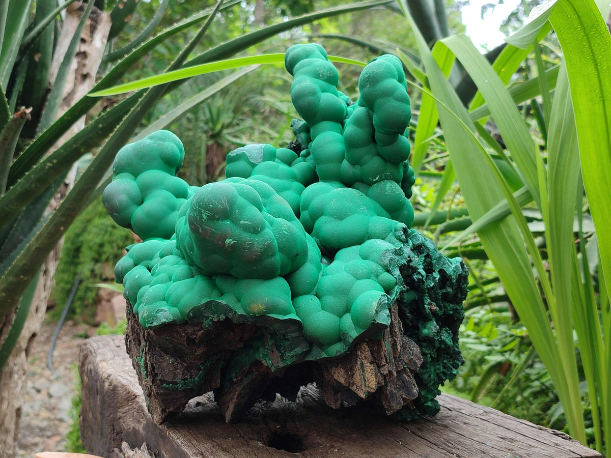 Natural XXL Botryoidal Malachite Specimen x 1 From Congo
