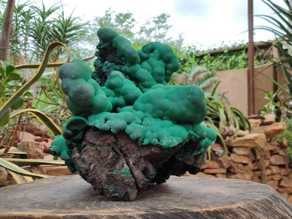 Natural XXL Botryoidal Malachite Specimen x 1 From Congo