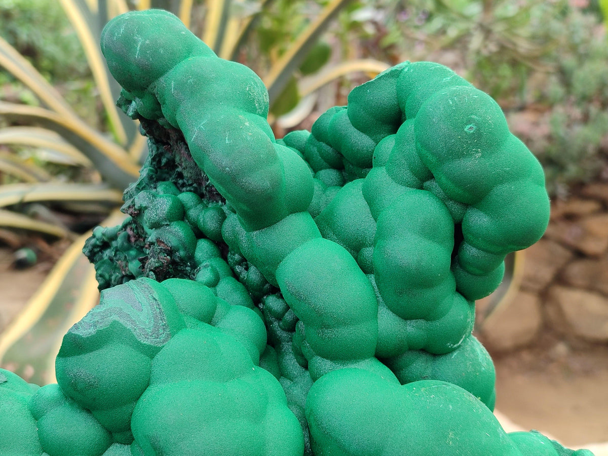 Natural XXL Botryoidal Malachite Specimen x 1 From Congo