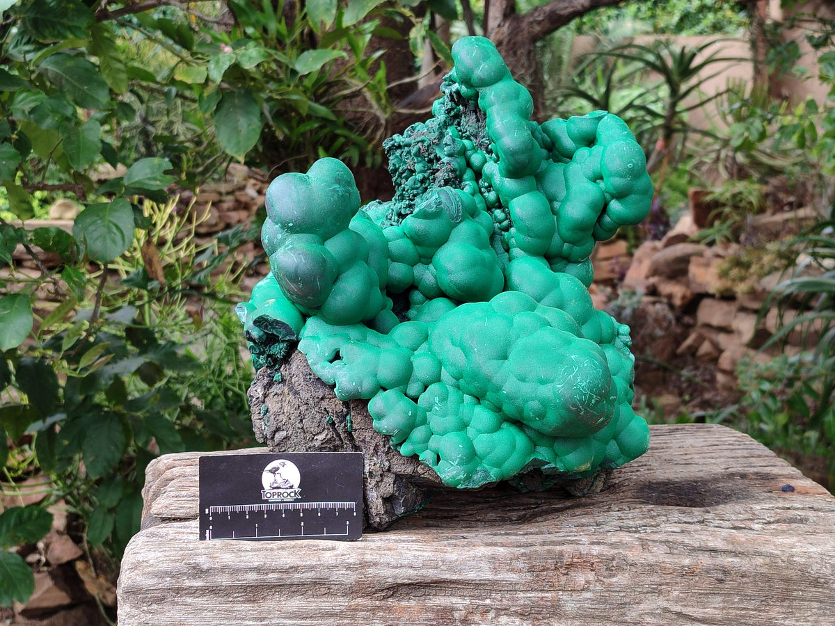 Natural XXL Botryoidal Malachite Specimen x 1 From Congo