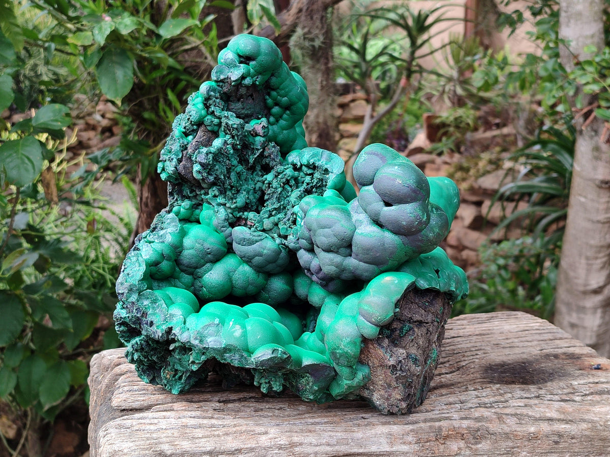 Natural XXL Botryoidal Malachite Specimen x 1 From Congo