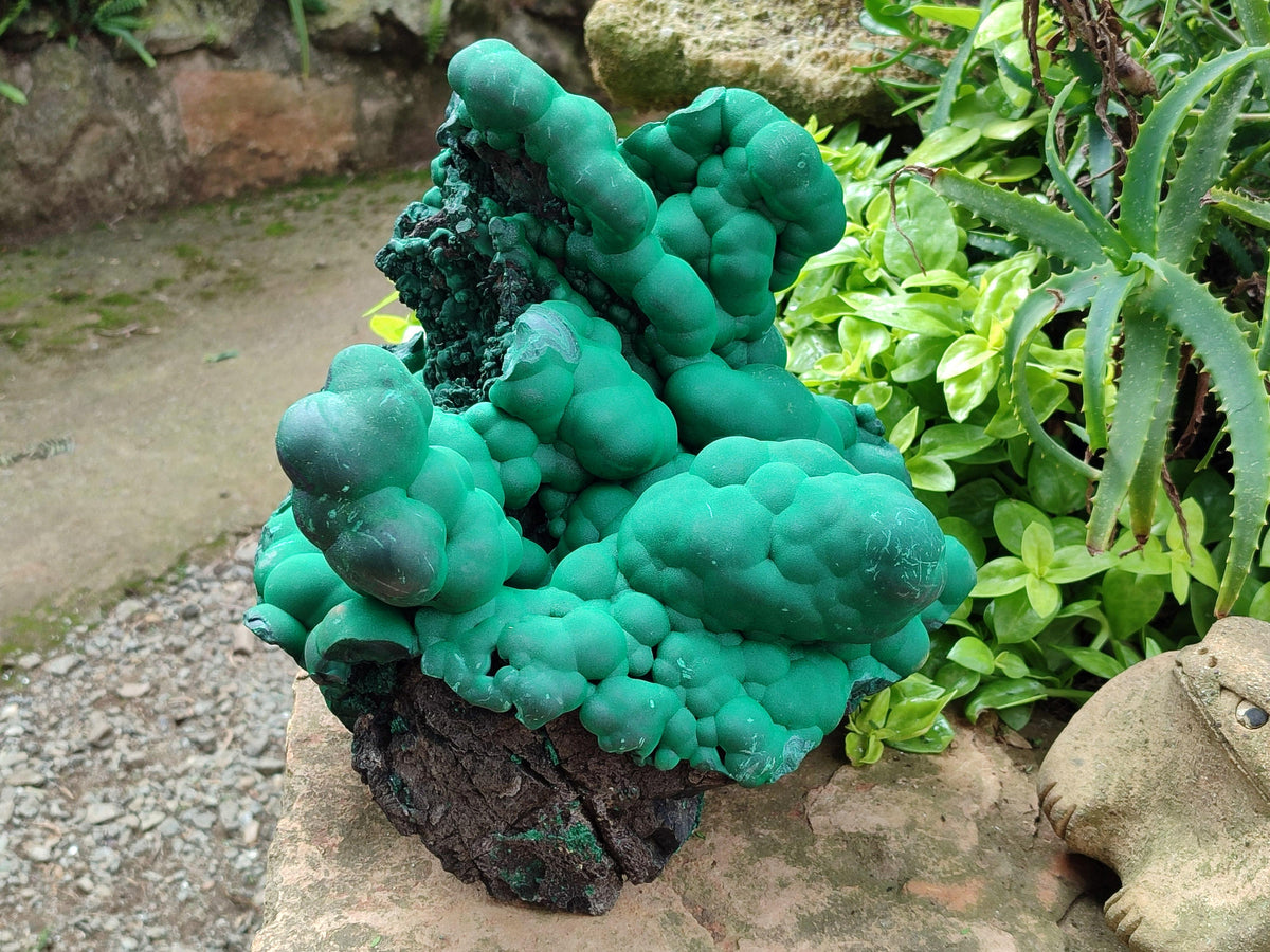 Natural XXL Botryoidal Malachite Specimen x 1 From Congo