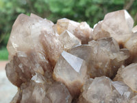 Natural Large Smokey Phantom Quartz Cluster x 1 From Luena, Congo