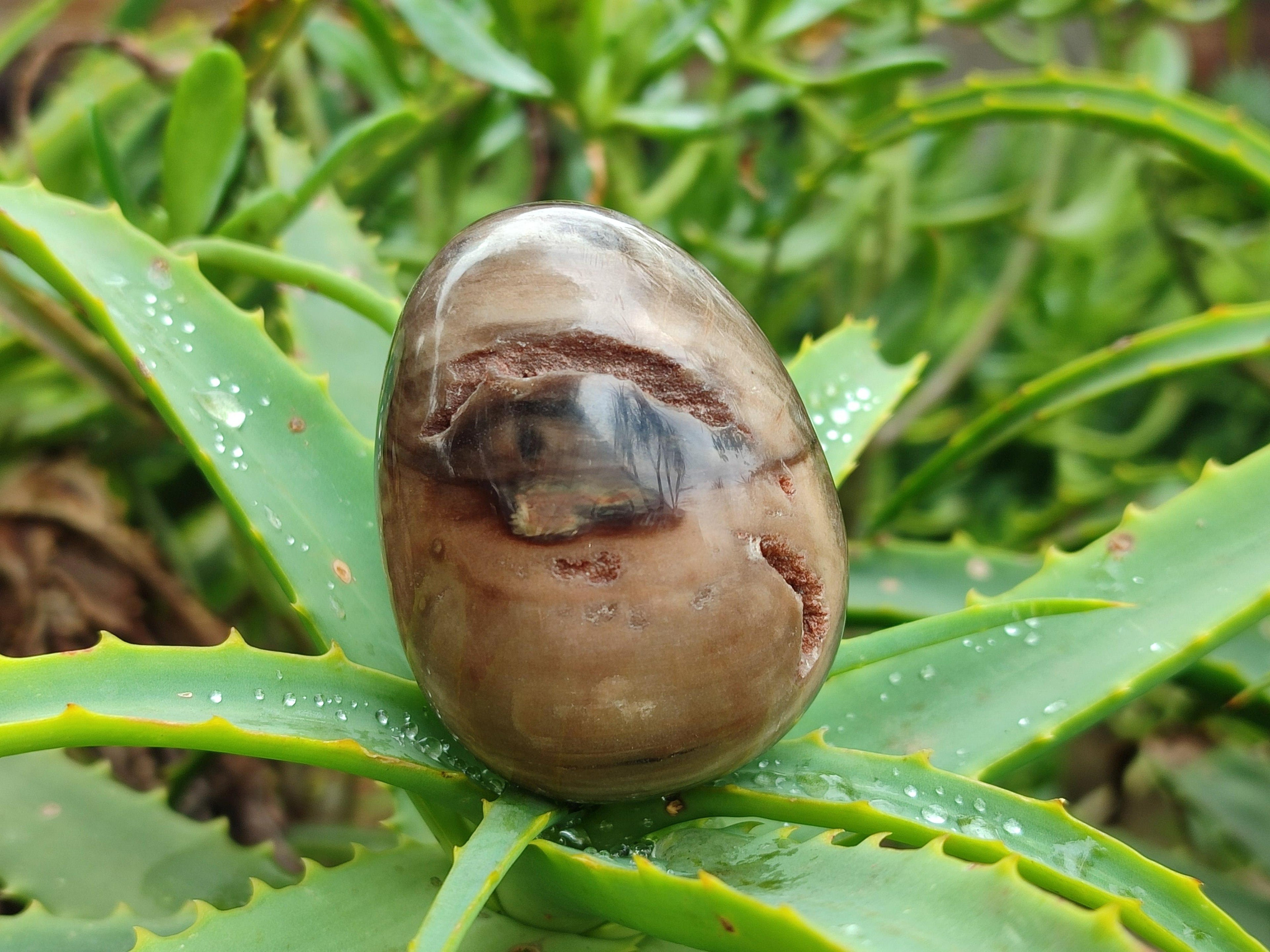 Polished Dadoxylon Petrified Wood Eggs x 12 From Gokwe, Zimbabwe