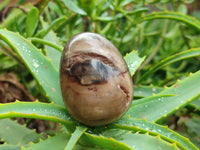 Polished Dadoxylon Petrified Wood Eggs x 12 From Gokwe, Zimbabwe