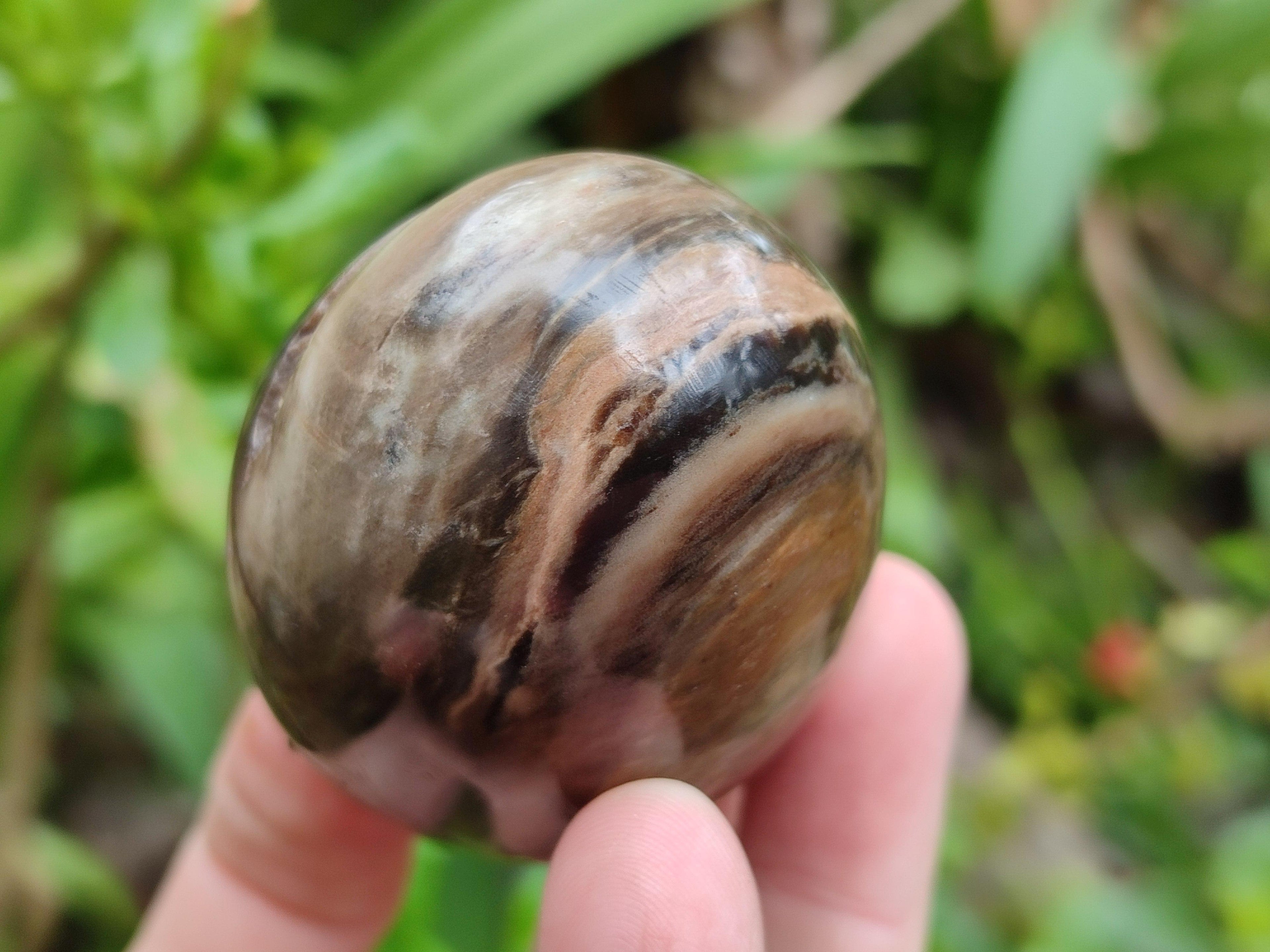 Polished Dadoxylon Petrified Wood Eggs x 12 From Gokwe, Zimbabwe