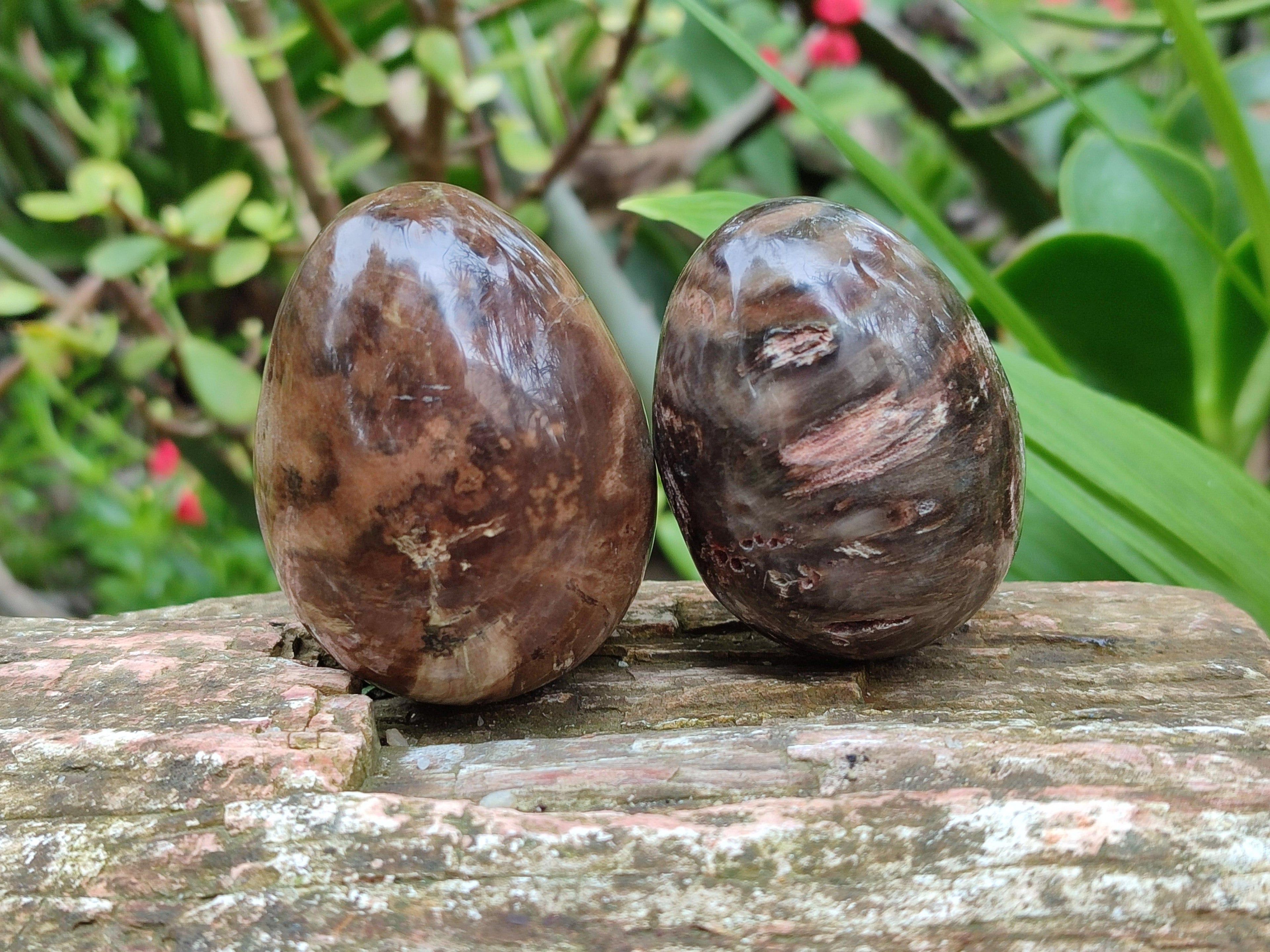 Polished Dadoxylon Petrified Wood Eggs x 12 From Gokwe, Zimbabwe
