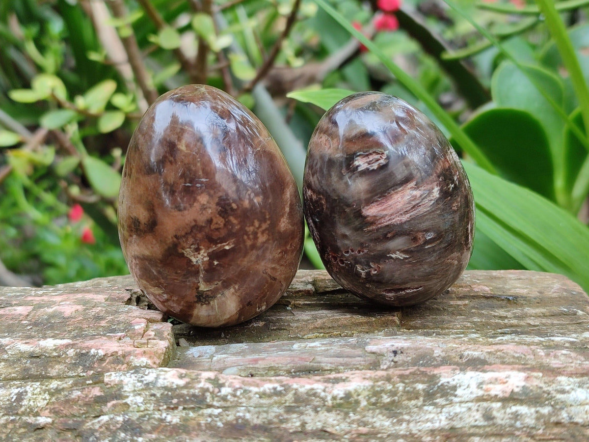 Polished Dadoxylon Petrified Wood Eggs x 12 From Gokwe, Zimbabwe