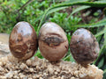 Polished Dadoxylon Petrified Wood Eggs x 12 From Gokwe, Zimbabwe