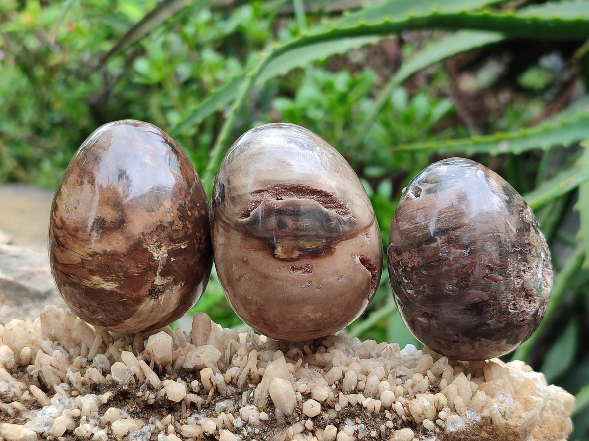 Polished Dadoxylon Petrified Wood Eggs x 12 From Gokwe, Zimbabwe