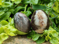 Polished Dadoxylon Petrified Wood Eggs x 12 From Gokwe, Zimbabwe