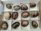 Polished Dadoxylon Petrified Wood Eggs x 12 From Gokwe, Zimbabwe