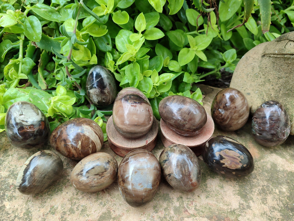 Polished Dadoxylon Petrified Wood Eggs x 12 From Gokwe, Zimbabwe
