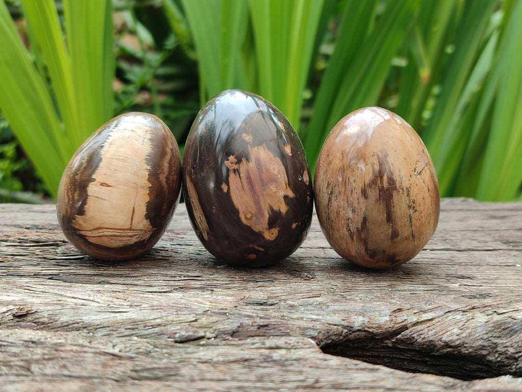 Polished Dadoxylon Petrified Wood Eggs x 12 From Gokwe, Zimbabwe