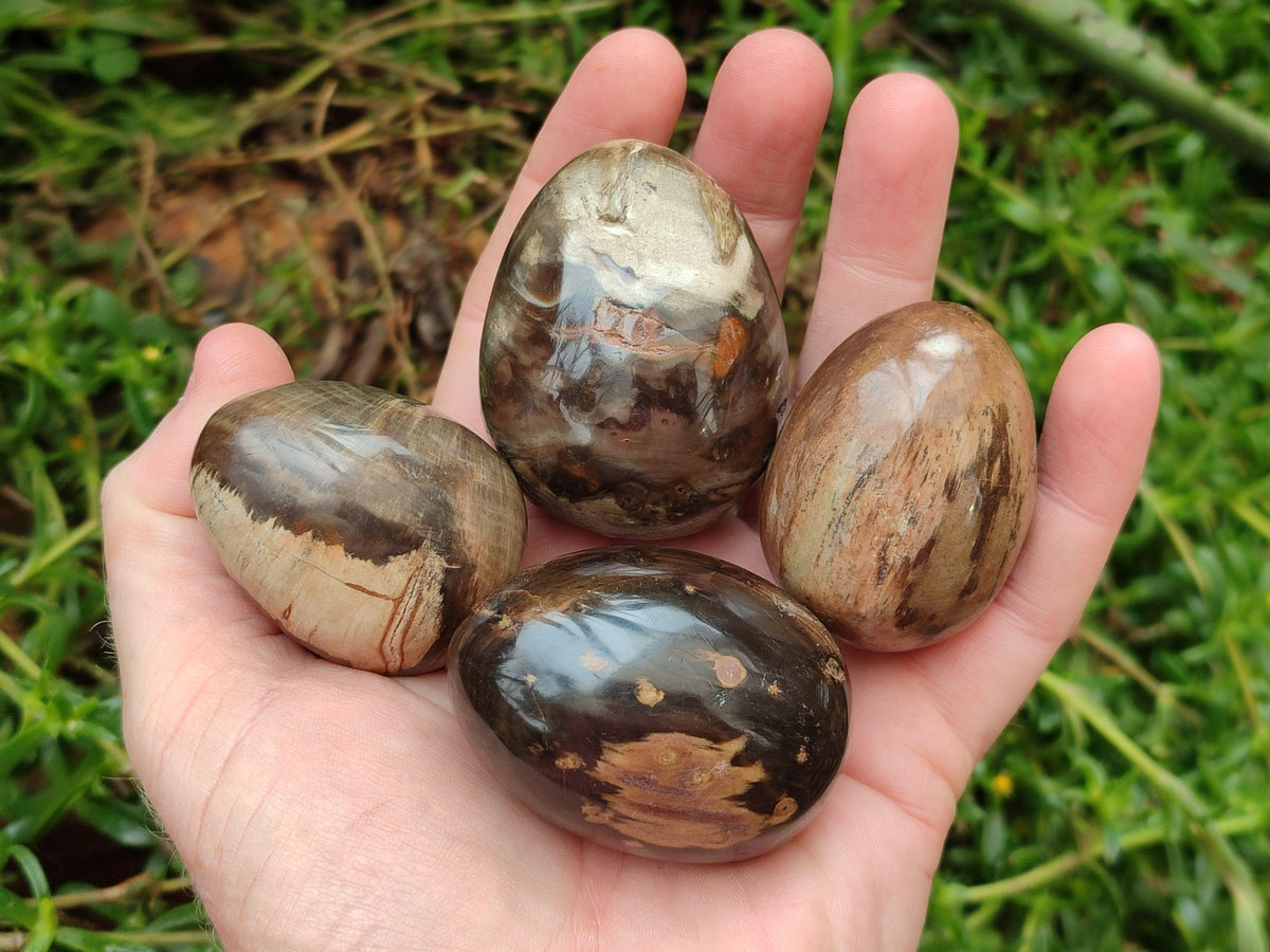 Polished Dadoxylon Petrified Wood Eggs x 12 From Gokwe, Zimbabwe