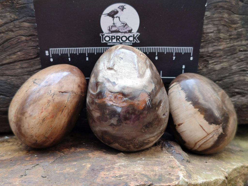 Polished Dadoxylon Petrified Wood Eggs x 12 From Gokwe, Zimbabwe