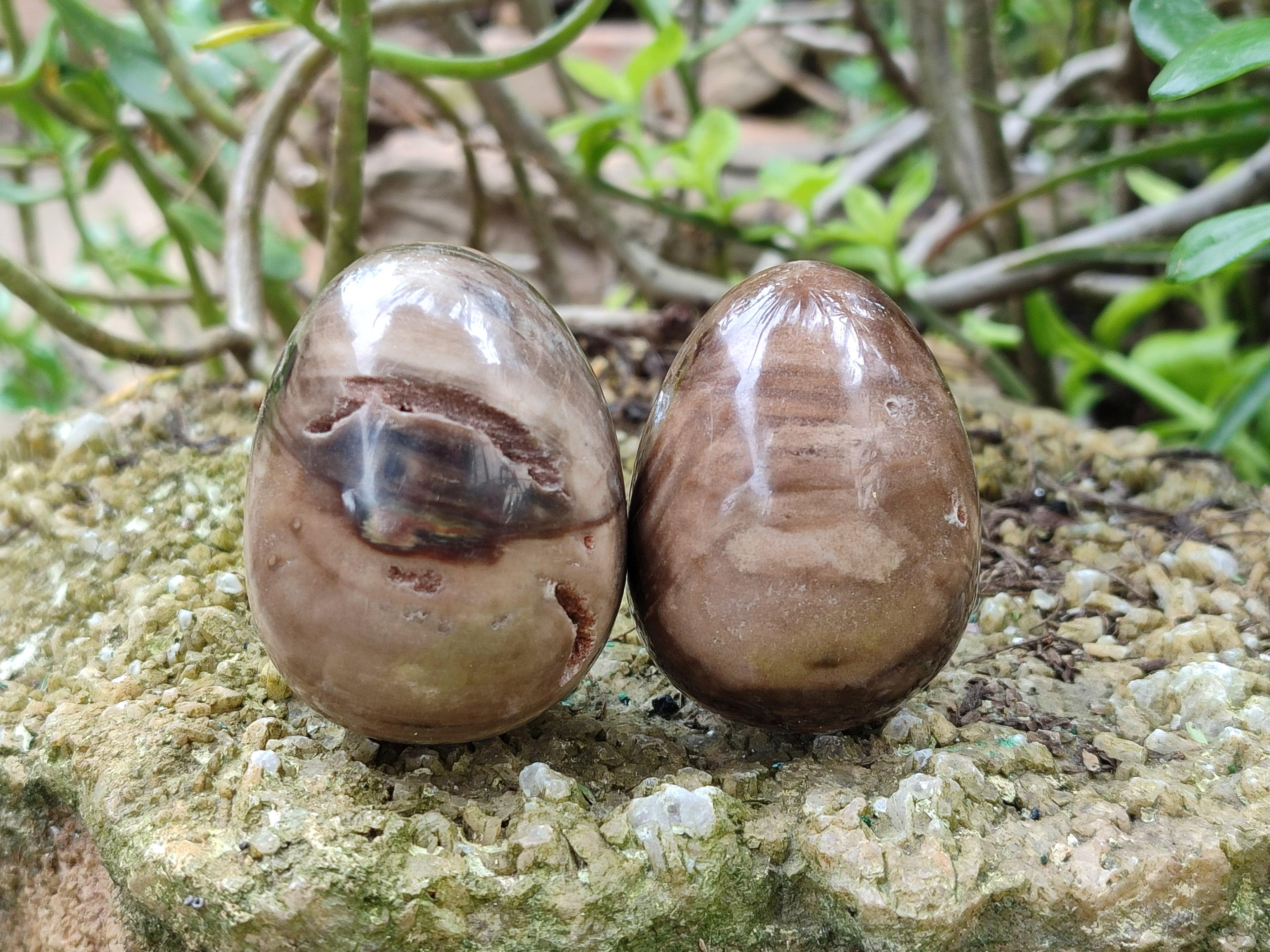 Polished Dadoxylon Petrified Wood Eggs x 12 From Gokwe, Zimbabwe