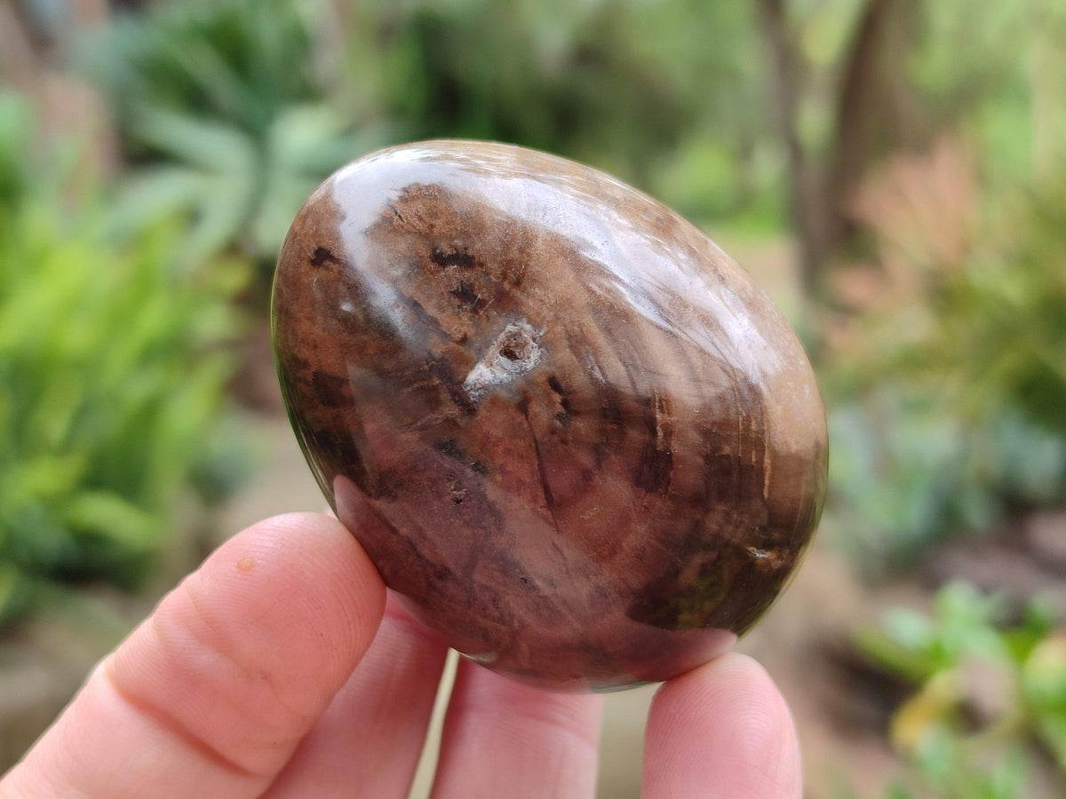 Polished Dadoxylon Petrified Wood Eggs x 12 From Gokwe, Zimbabwe