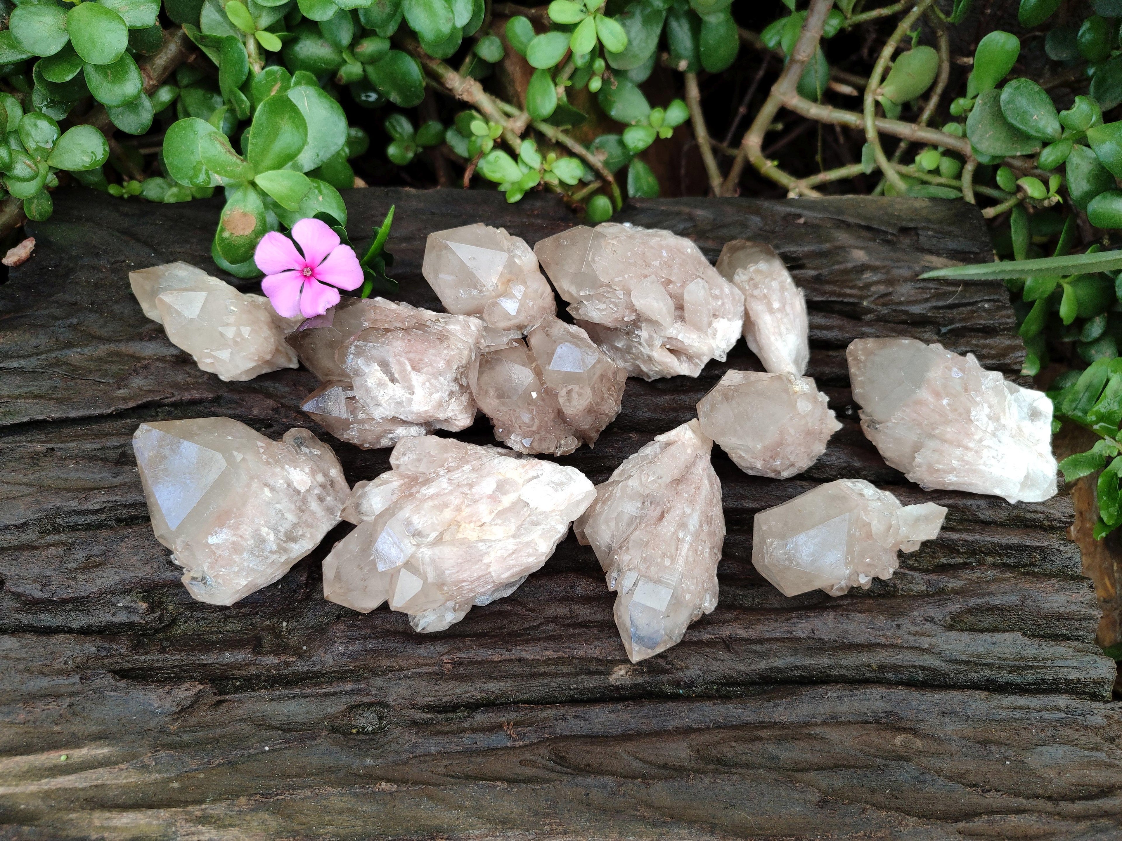 Natural Small Selected Luena Smokey Phantom Quartz Crystals x 12 From Congo
