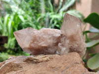 Natural Small Selected Luena Smokey Phantom Quartz Crystals x 12 From Congo