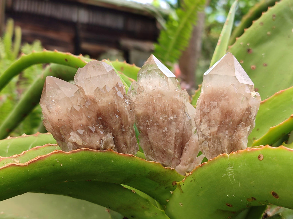 Natural Small Selected Luena Smokey Phantom Quartz Crystals x 12 From Congo