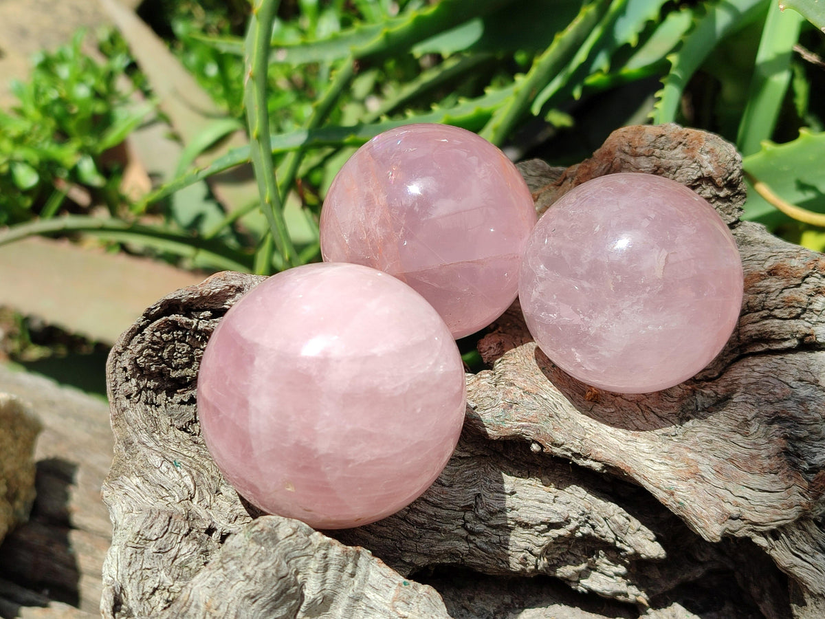 Polished Small Star Rose Quartz Spheres x 12 From Madagascar