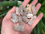 Natural Golden Limonite Spirit Quartz Crystals x 70 From Boekenhouthoek, South Africa