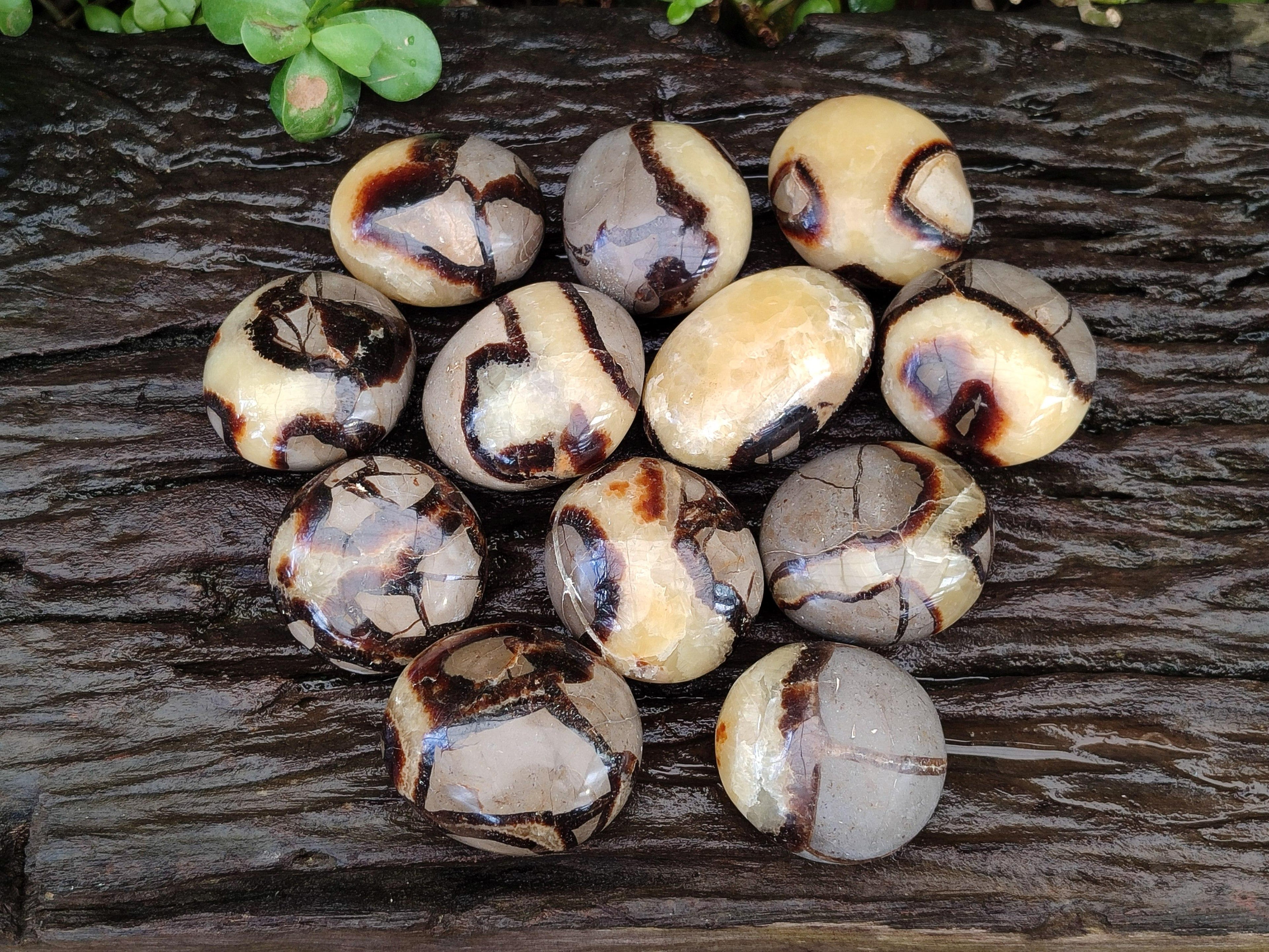 Polished Septerye Galets x 12 From Mahajanga, Madagascar