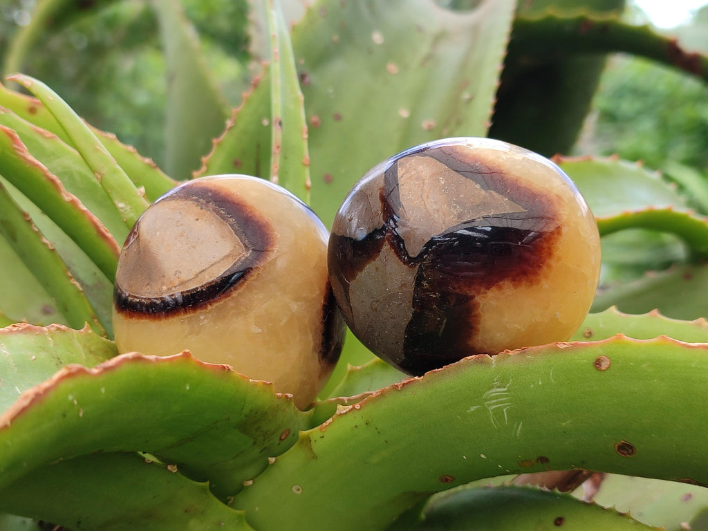 Polished Septerye Galets x 12 From Mahajanga, Madagascar