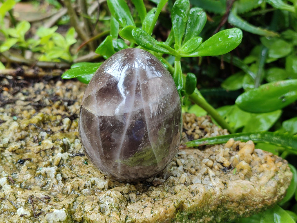 Polished Smokey Quartz Eggs x 5 From Madagascar