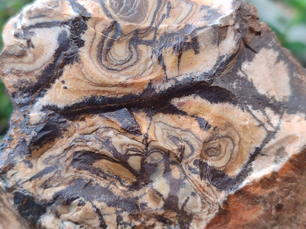 Natural Nguni Jasper Cobbed Specimens x 5 From Northern Cape, South Africa