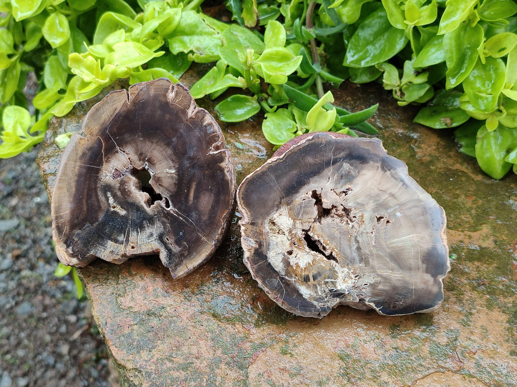 Polished On One Side Petrified Wood Slices x 6 From Gokwe, Zimbabwe