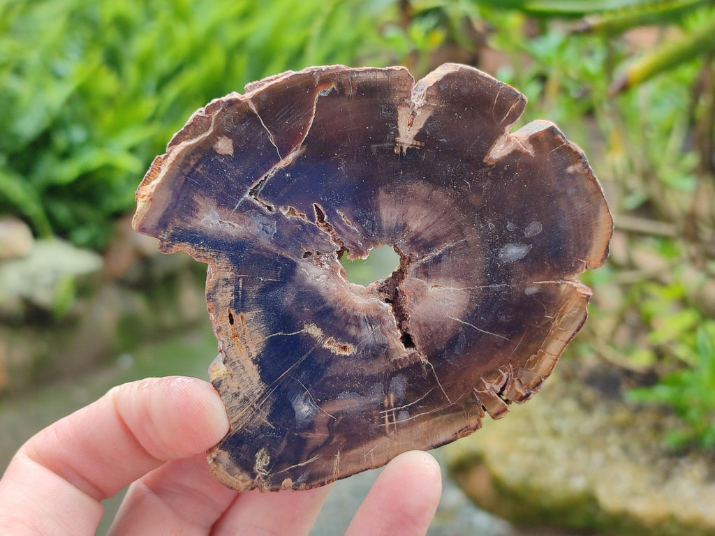 Polished On One Side Petrified Wood Slices x 6 From Gokwe, Zimbabwe
