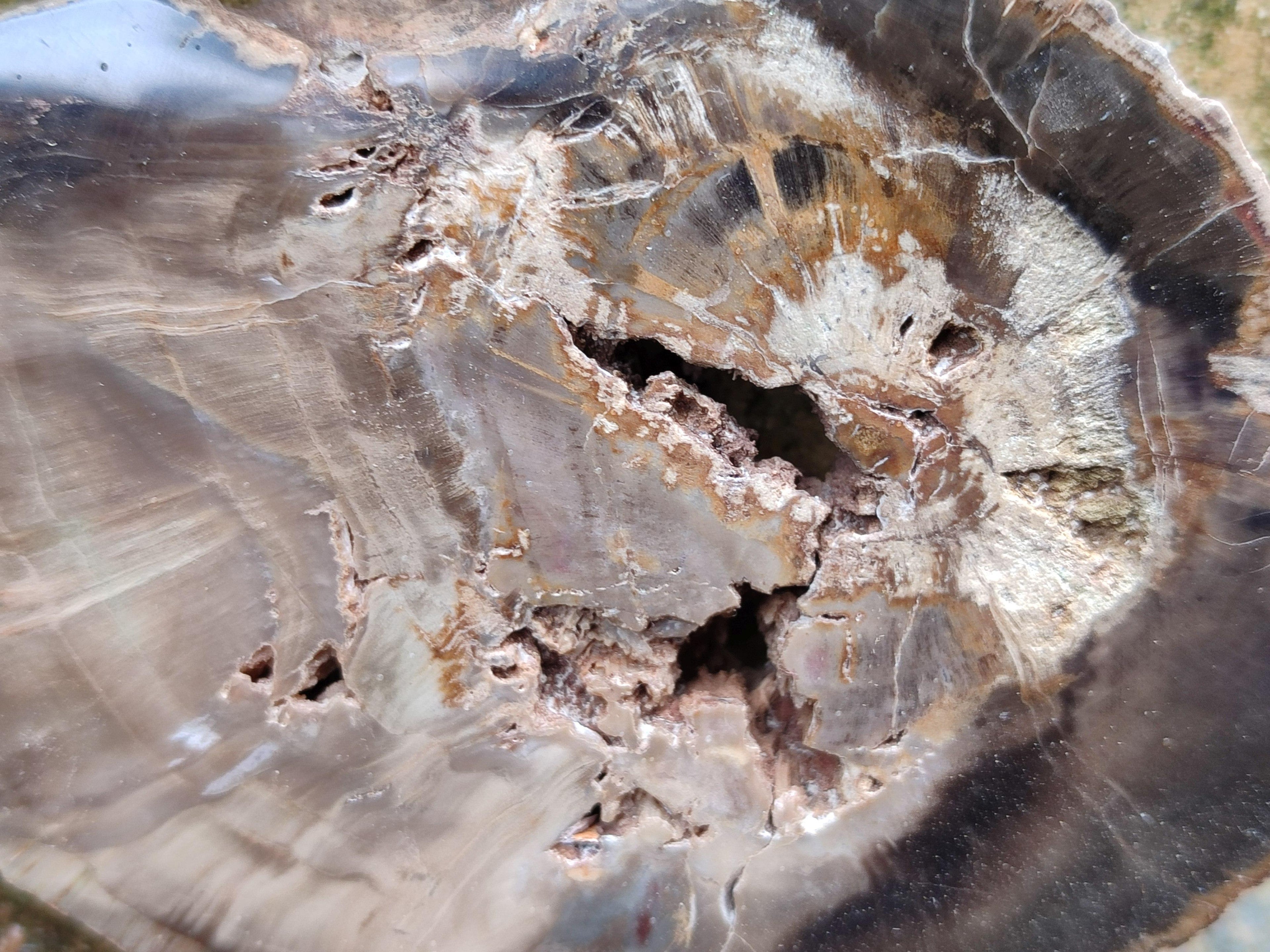 Polished On One Side Petrified Wood Slices x 6 From Gokwe, Zimbabwe