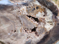 Polished On One Side Petrified Wood Slices x 6 From Gokwe, Zimbabwe