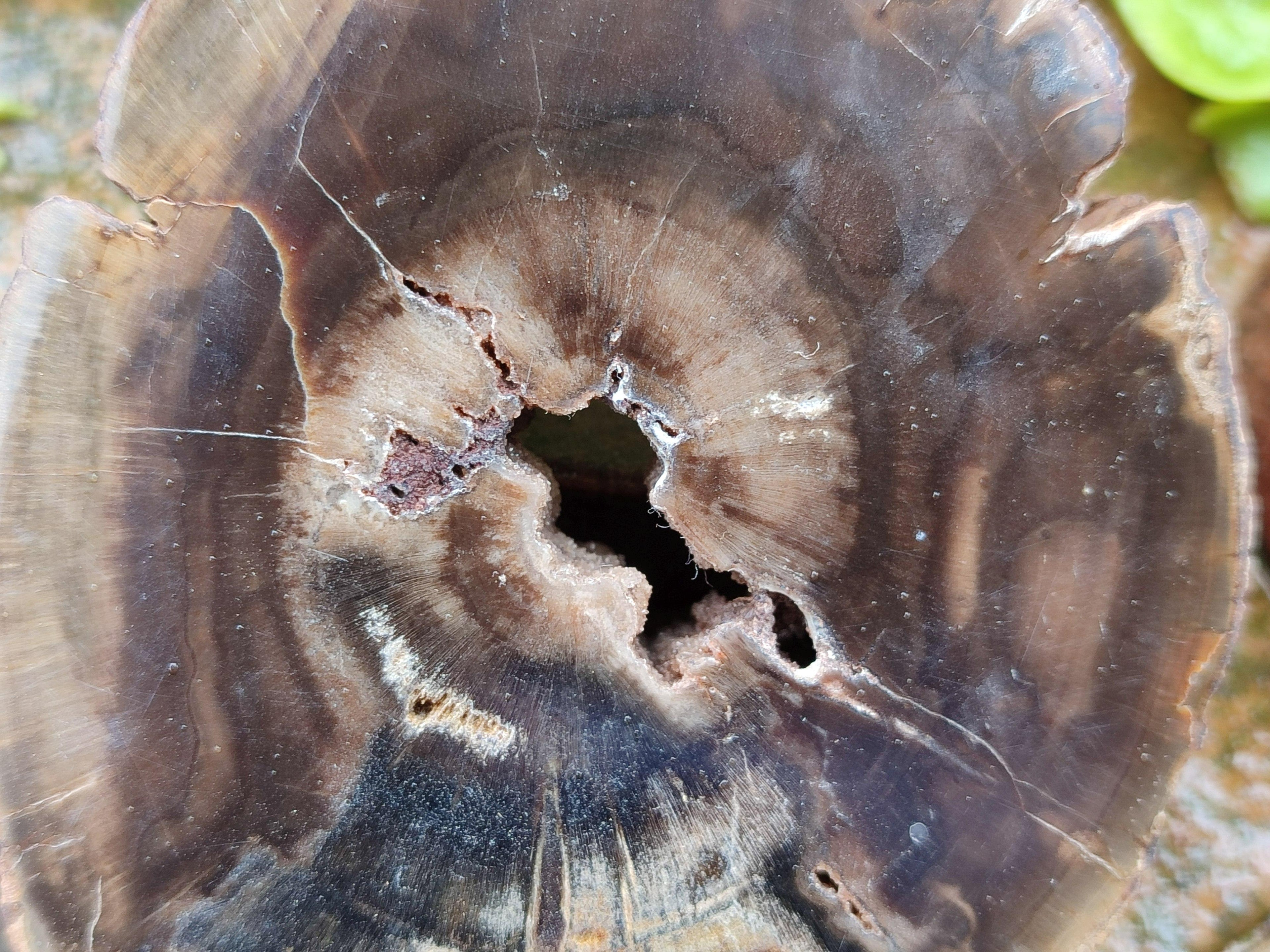 Polished On One Side Petrified Wood Slices x 6 From Gokwe, Zimbabwe