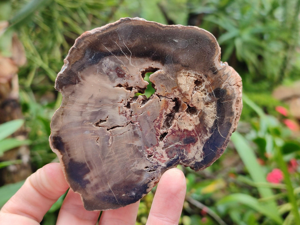 Polished On One Side Petrified Wood Slices x 6 From Gokwe, Zimbabwe
