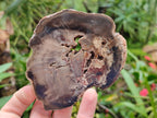 Polished On One Side Petrified Wood Slices x 6 From Gokwe, Zimbabwe