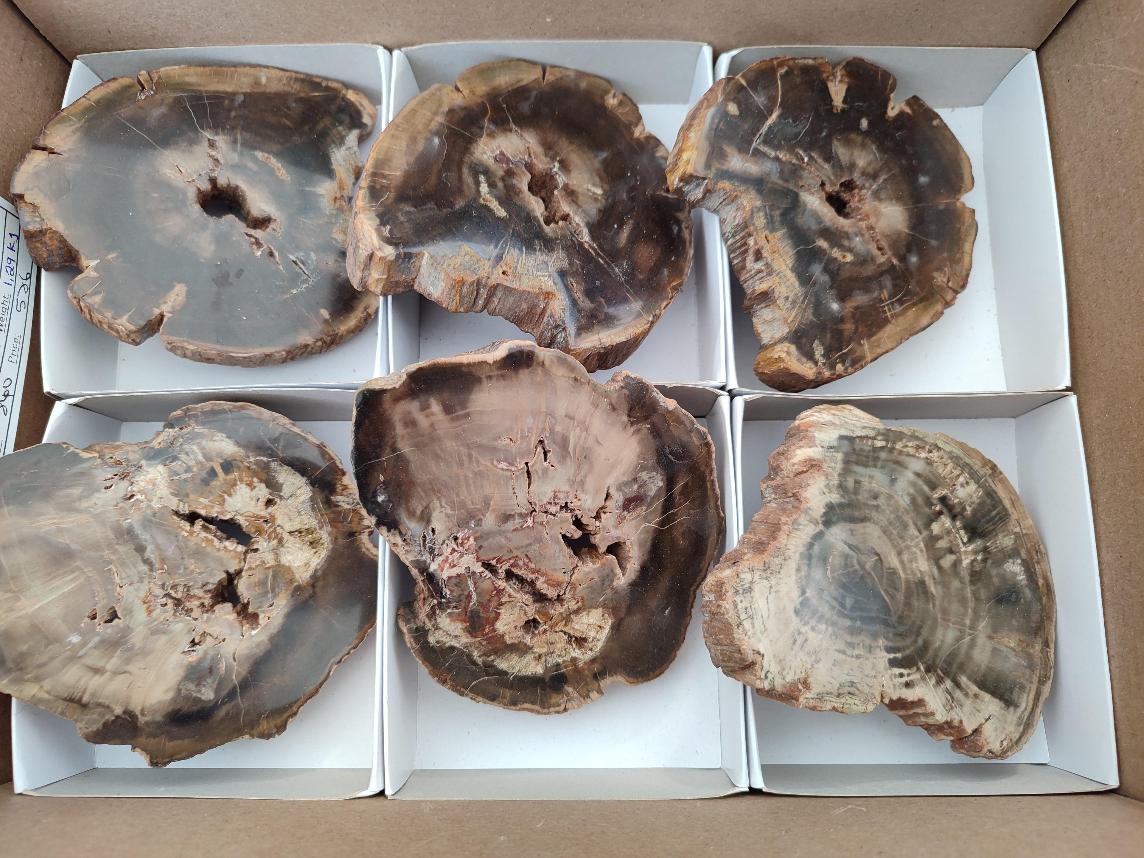 Polished On One Side Petrified Wood Slices x 6 From Gokwe, Zimbabwe